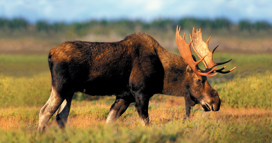 Bull Moose, Newfoundland Labrador