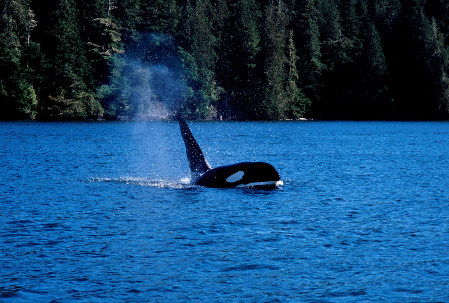 Orca in Tofino