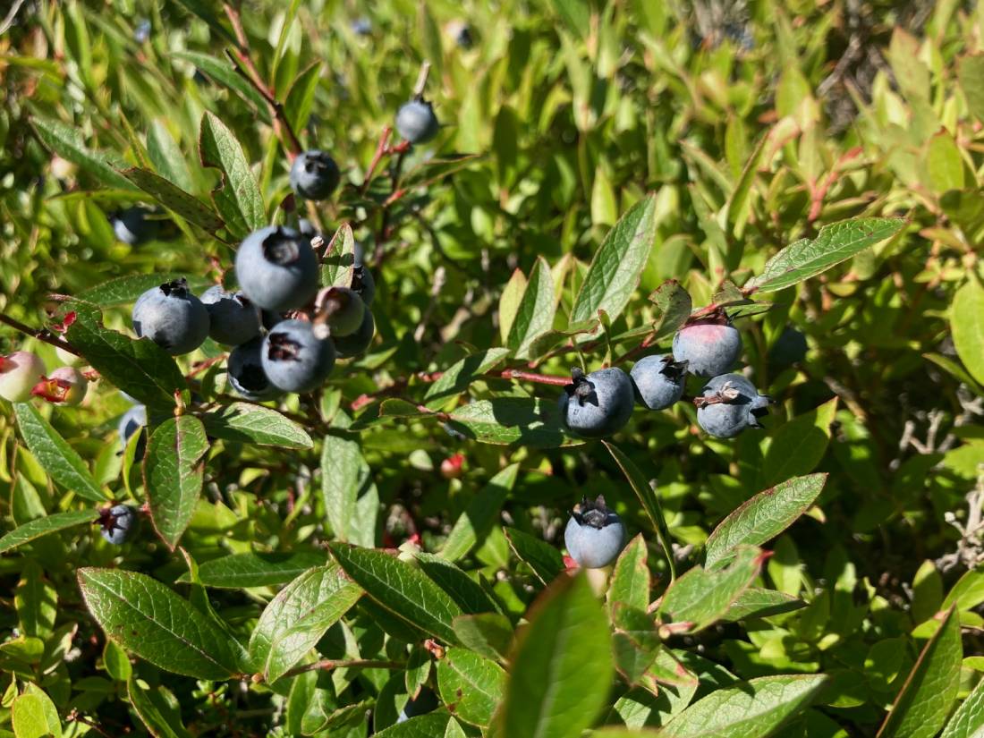 Blueberry bushes |  <i>Caroline Mongrain</i>