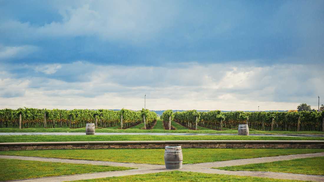 Cycling through vineyards tends to lead to delicious detours |  Destination Ontario