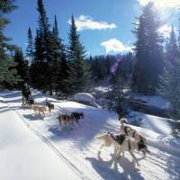 Dog sledding in Ontario wilderness trails on the Classic Canadian Winter Adventure