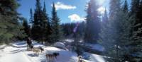 Dog sledding in Ontario wilderness trails on the Classic Canadian Winter Adventure