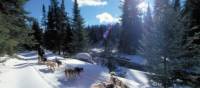 Dog sledding in Ontario wilderness trails on the Classic Canadian Winter Adventure