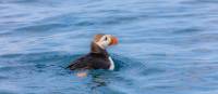 Atlantic Puffin swimming | ©Barrett & MacKay Photo