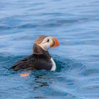 Atlantic Puffin swimming | ©Barrett & MacKay Photo