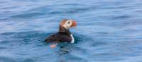 Atlantic Puffin swimming | ©Barrett & MacKay Photo