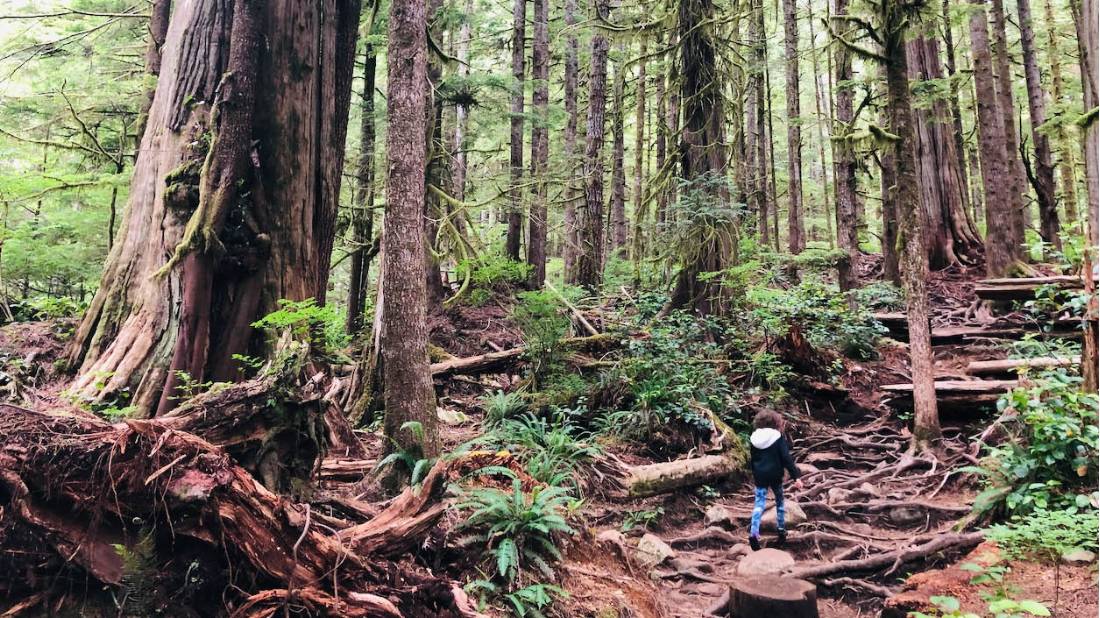 Soak in the wilderness area of T’l’oqwxwat, aka Avatar Grove, near Port Renfrew, BC |  <i>Robin Esrock</i>