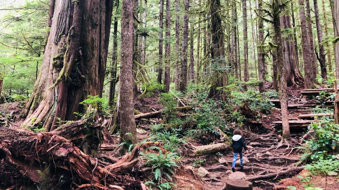 Soak in the wilderness area of T’l’oqwxwat, aka Avatar Grove, near Port Renfrew, BC | Robin Esrock