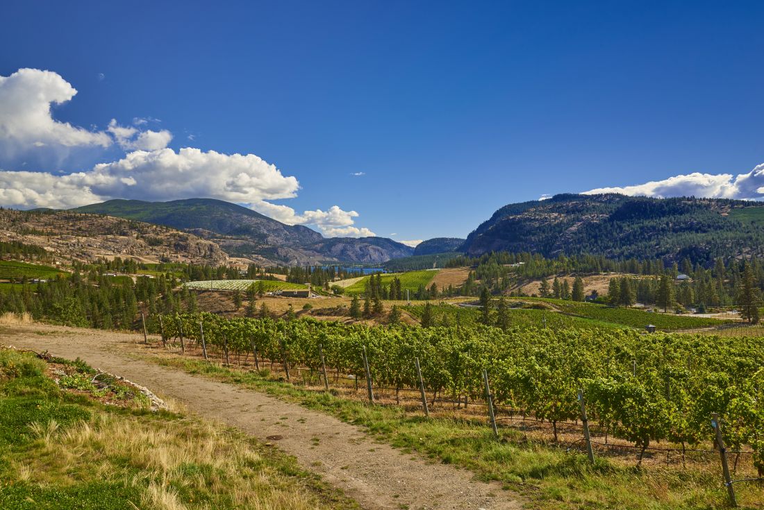 Cycle along a quiet vineyard path through the heart of BC's Okanagan Valley