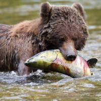 Grizzly Bear enjoying a juicy salmon | Tom Rivest