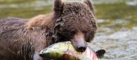 Grizzly Bear enjoying a juicy salmon | Tom Rivest