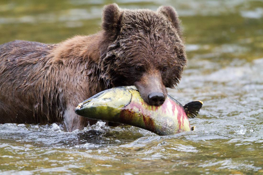 Grizzly Bear enjoying a juicy salmon | <i>Tom Rivest</i>