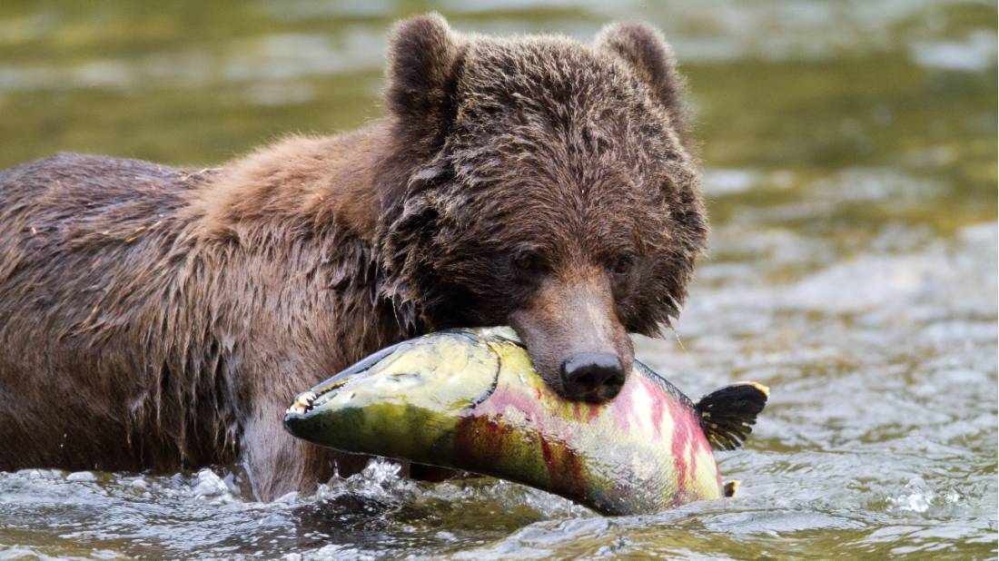 Grizzly Bear enjoying a juicy salmon | <i>Tom Rivest</i>
