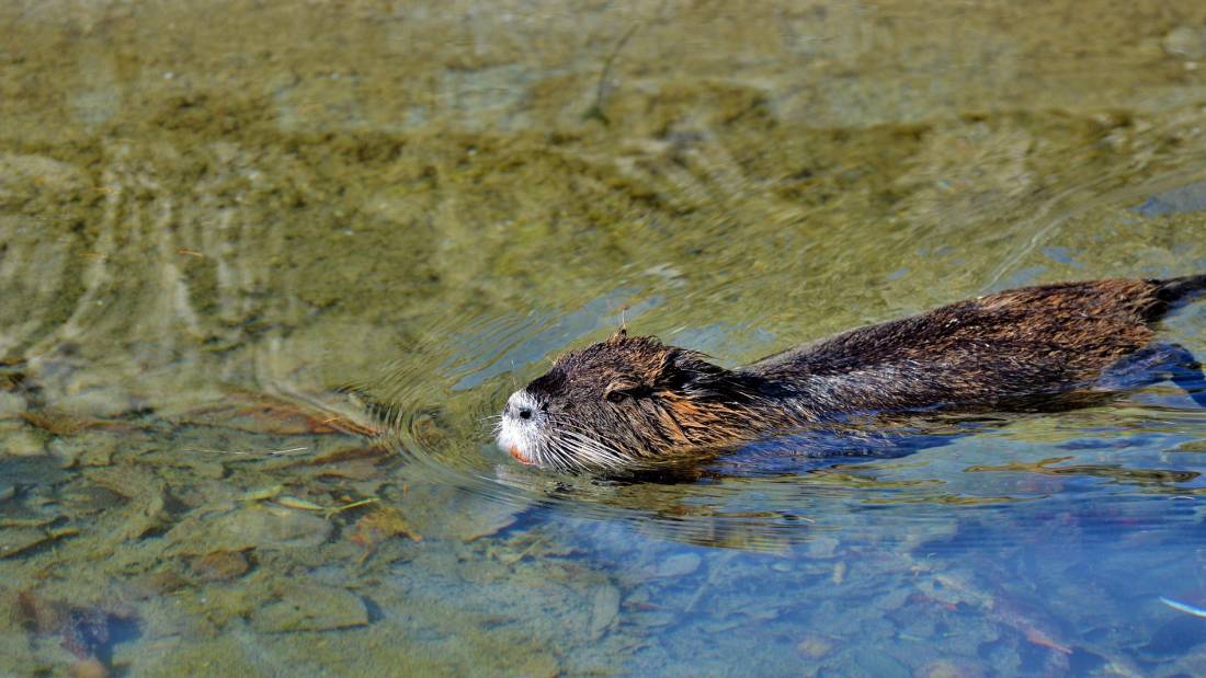 The beaver is one of Canada’s most iconic animals
