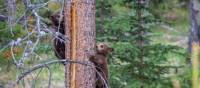 Black Bear cubs in the Rockies | Parks Canada • Parcs Canada