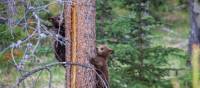 Black Bear cubs in the Rockies | Parks Canada • Parcs Canada