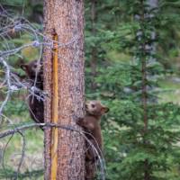 Black Bear cubs in the Rockies | Parks Canada • Parcs Canada