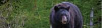 Black bear eating grass in Jasper NP |  <i>Parks Canada</i>
