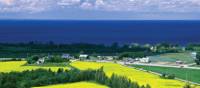 Canola farms around Lac St Jean, Quebec | Gilles Lapointe