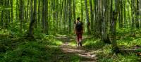 Forest hiking on the Bruce Trail | Élise Arsenault