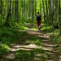 Forest hiking on the Bruce Trail | Élise Arsenault