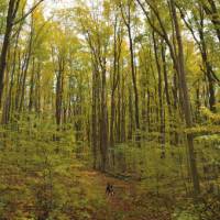 Fall hiking on the Bruce Trail, Bruce Peninsula | Muffy Davies