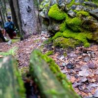 Exploring the rich flora and fauna along the Bruce Trail | Elise Arsenault