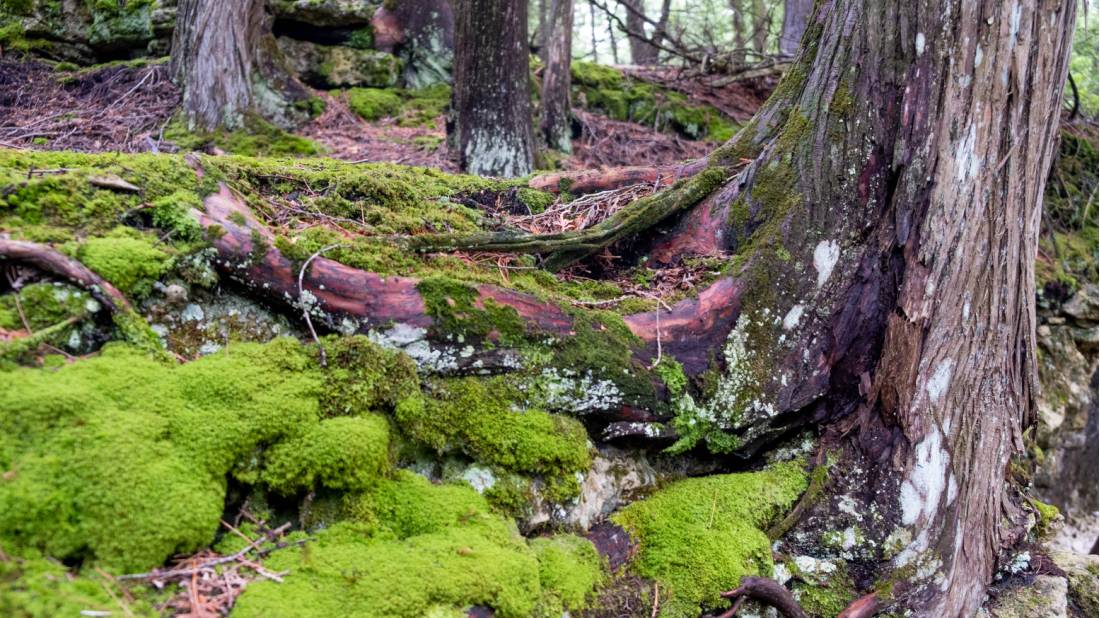Fascinating forest ecosystem on the Bruce Peninsula, Ontario |  <i>Elise Arsenault</i>