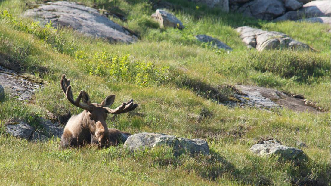 Spotting a bull moose while hiking in Newfoundland |  <i>Newfoundland and Labrador Tourism</i>