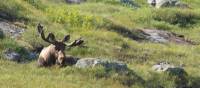 Spotting a bull moose while hiking in Newfoundland |  <i>Newfoundland and Labrador Tourism</i>