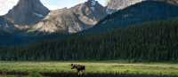 Bull moose in Kananaskis, Alberta | Travel Alberta