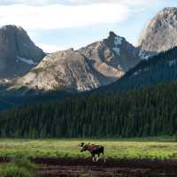 Bull moose in Kananaskis, Alberta | Travel Alberta