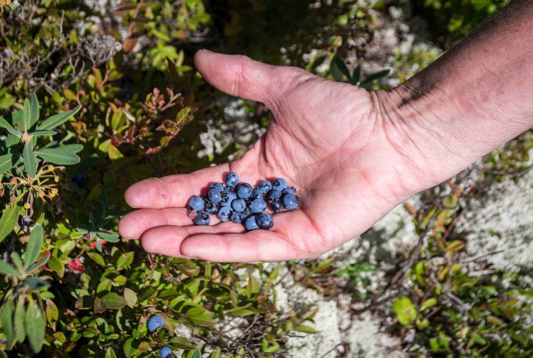 Blueberries grow wild in July and August throughout Quebec |  <i>Leigh McAdam</i>