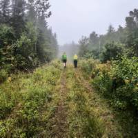 Boreal needleleaf forests or woodlands of Charlevoix | Leigh McAdam