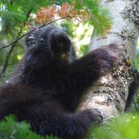 Porcupines can be found along the Traversee de Charlevoix | Leigh McAdam