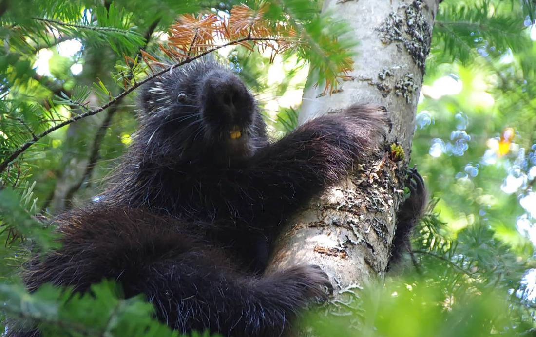 Porcupines can be found along the Traversee de Charlevoix |  <i>Leigh McAdam</i>