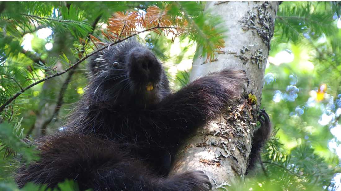 Porcupines can be found along the Traversee de Charlevoix |  Leigh McAdam