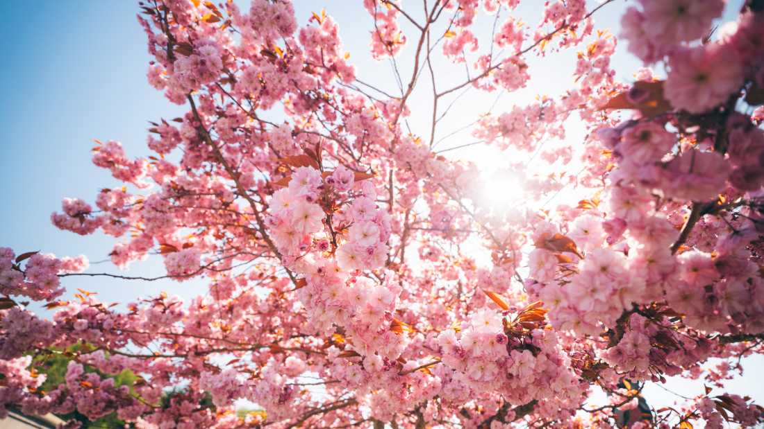 Victoria is renowned for its vibrant cherry blossom blooms | Hannah Walsh
