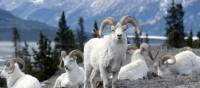 Admire the pretty white fur of the Dall sheep in subarctic mountainous areas of Yukon | Gov't of Yukon