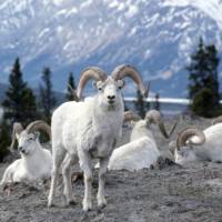 Admire the pretty white fur of the Dall sheep in subarctic mountainous areas of Yukon | Gov't of Yukon