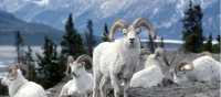 Admire the pretty white fur of the Dall sheep in subarctic mountainous areas of Yukon | Gov't of Yukon
