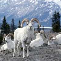 Admire the pretty white fur of the Dall sheep in subarctic mountainous areas of Yukon | Gov't of Yukon