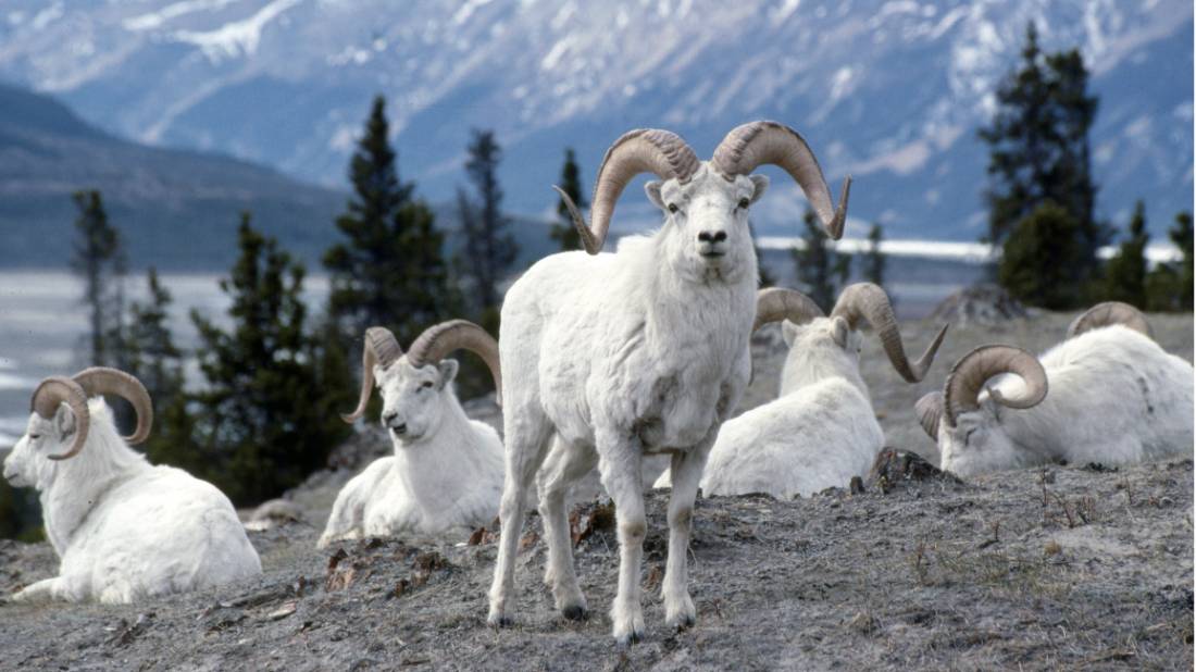 Admire the pretty white fur of the Dall sheep in subarctic mountainous areas of Yukon |  <i>Gov't of Yukon</i>