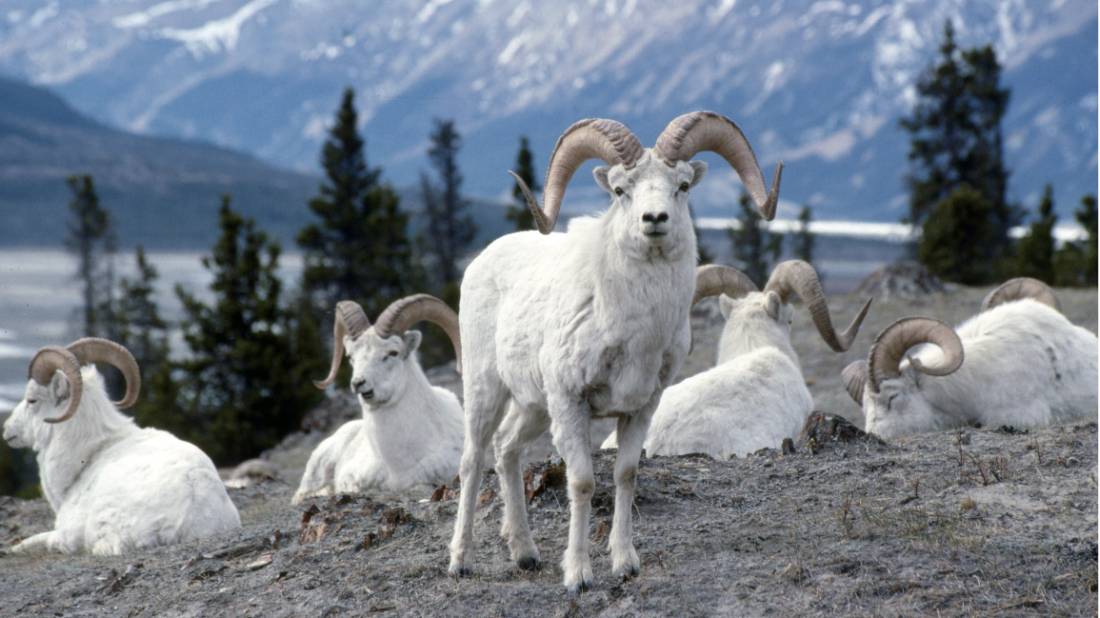 Admire the pretty white fur of the Dall sheep in subarctic mountainous areas of Yukon | <i>Gov't of Yukon</i>