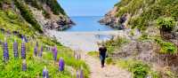 Hike the East Coast Trail in early summer to catch the lupins in bloom | Sue Badyari