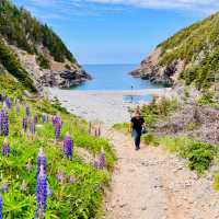 Hike the East Coast Trail in early summer to catch the lupins in bloom | Sue Badyari