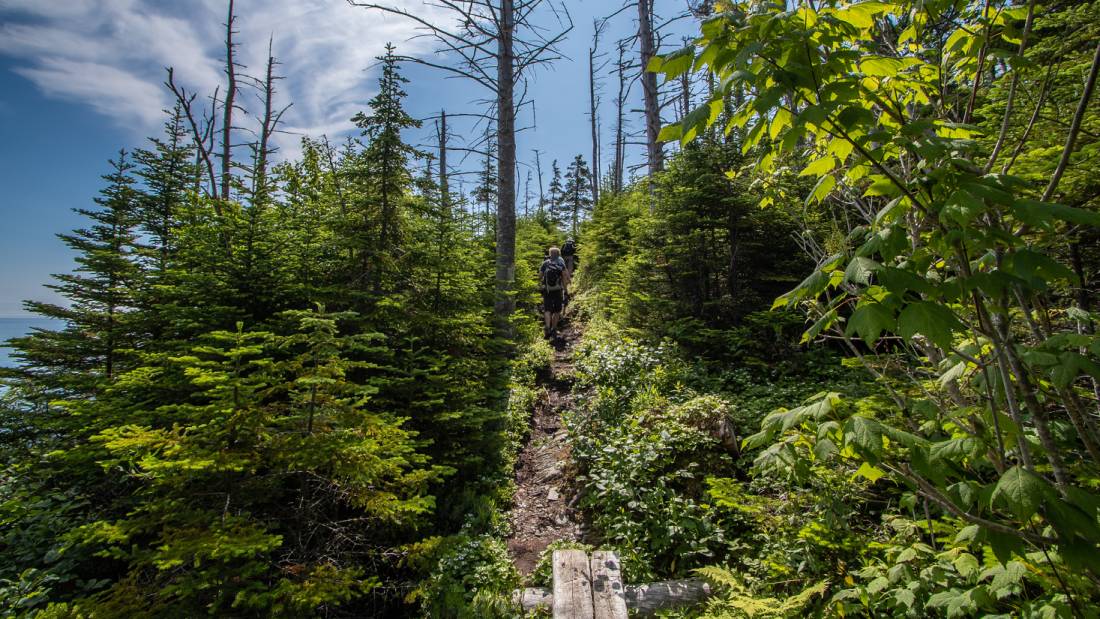 Enjoying a peaceful walk through the woods |  <i>Sherry Ott</i>