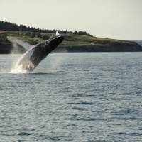 A whale breaches off the east coast of Newfoundland | Newfoundland and Labrador Tourism