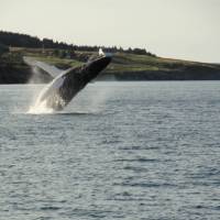 A whale breaches off the east coast of Newfoundland | Newfoundland and Labrador Tourism