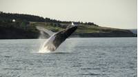 A whale breaches off the east coast of Newfoundland |  <i>Newfoundland and Labrador Tourism</i>
